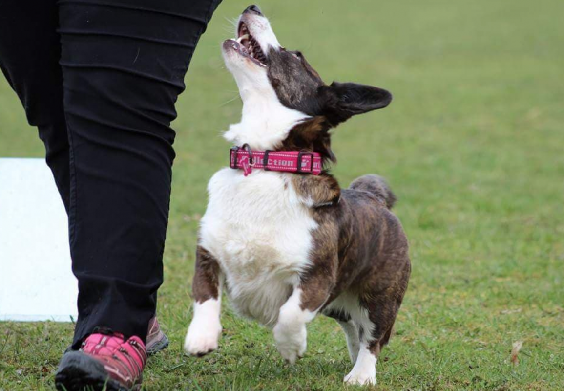 Indtægter Forsendelse race Opvarmning og nedkøling af hund inden træning, konkurrence eller jagt