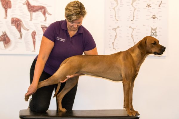 opladning violet Ti år Fysioterapi til hund og kat. Et vigtigt led i en god genoptræning